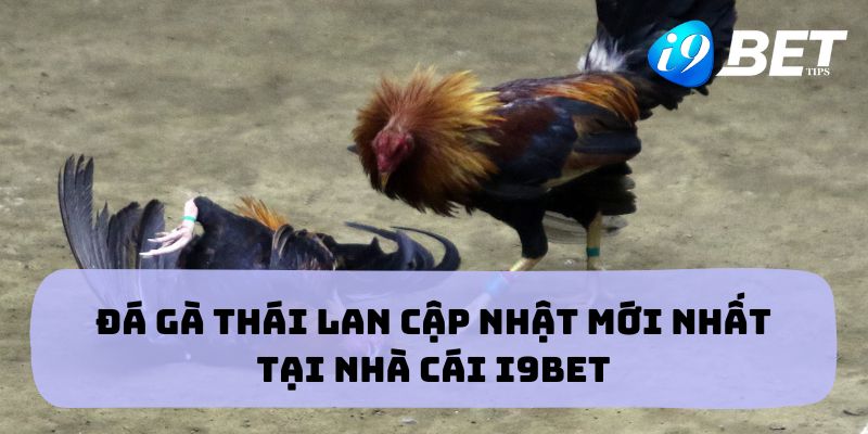 Đá gà thái lan i9bet