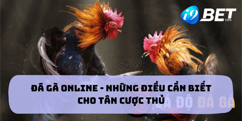 Đá Gà Online - Những Điều Cần Biết Cho Tân Cược Thủ