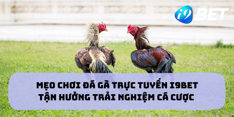 Mẹo Chơi Đá Gà Trực Tuyến I9bet - Tận Hưởng Trải Nghiệm Cá Cược Sống Động