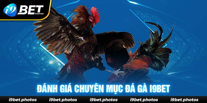 Ưu điểm vượt trội của đá gà I9BET